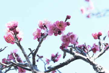 紅梅の花