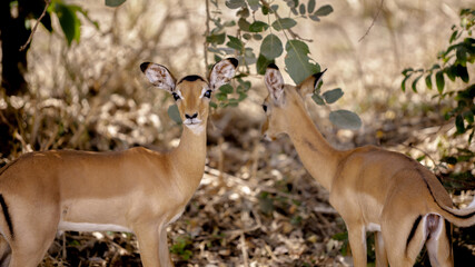 antelope