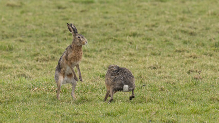 A boxing match between two hares and chasing each other.