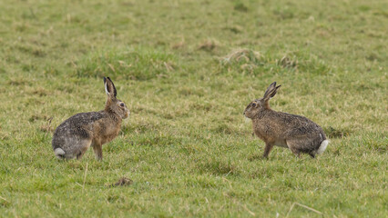 A boxing match between two hares and chasing each other.