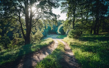 Fototapeta premium Sunlit Forest Path at Dawn (1)