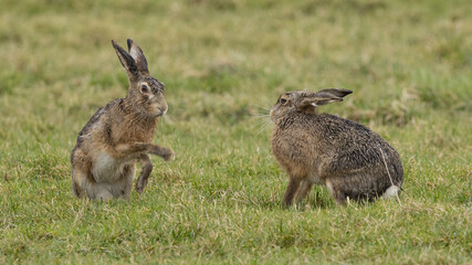 A boxing match between two hares and chasing each other.