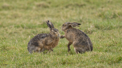 A boxing match between two hares and chasing each other.