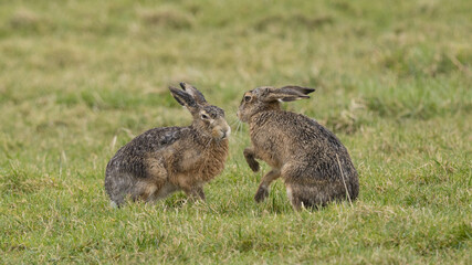 A boxing match between two hares and chasing each other.