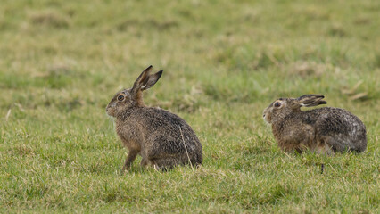 A boxing match between two hares and chasing each other.