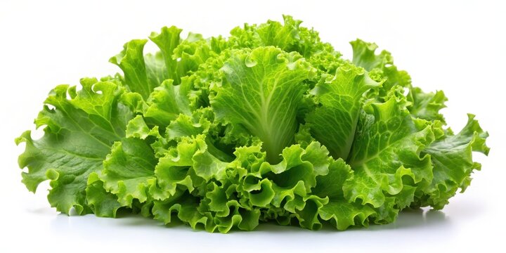 Fresh crisp lettuce leaves isolated on a white background, green vegetables