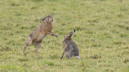 A boxing match between two hares and chasing each other.