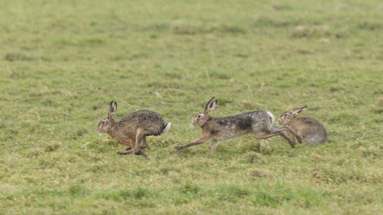 A boxing match between two hares and chasing each other.