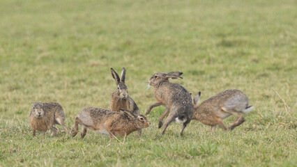 A boxing match between two hares and chasing each other.