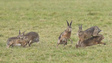 A boxing match between two hares and chasing each other.