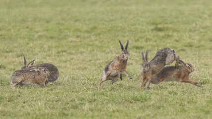 A boxing match between two hares and chasing each other.