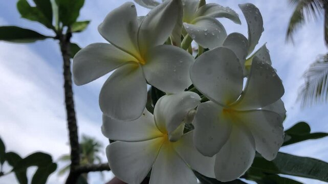 A close-up view of white frangipani flowers.
