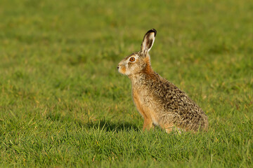 A boxing match between two hares and chasing each other.