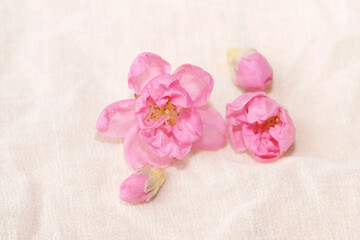 Cherry blossom isolated on white cloth with copy space, sign of spring.