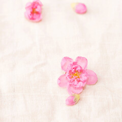 Cherry blossom isolated on white cloth with copy space, sign of spring.