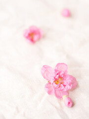 Cherry blossom isolated on white cloth with copy space, sign of spring.