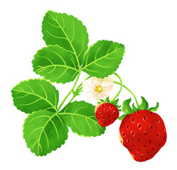 フレッシュないちご