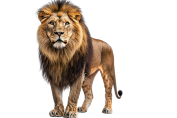A majestic lion stands proud, isolate on white background, exuding strength and confidence. PNG