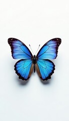 A single blue butterfly, iridescent wings against stark white backdrop , graphics, blue butterfly, color