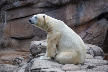 Polar bear in the zoo in Asheboro, North Carolina.