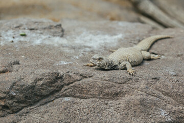 Lizard Lying Flat on Rock in Desert Habitat


