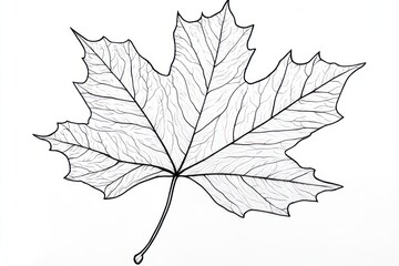 Naklejka premium Detailed Maple Leaf Line Drawing, White Background, Botanical Illustration, Educational Use