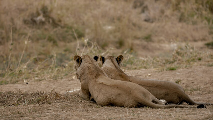 lion