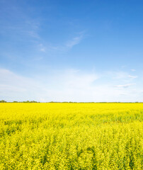 Obraz premium Field of yellow flowers with a blue sky in the background