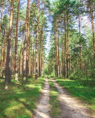 Dirt road runs through a forest of trees