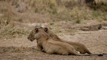 lions