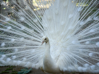 white peacock with feathers