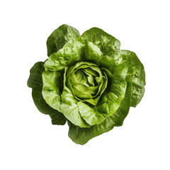Fresh green lettuce isolated on white background for healthy eating, salad preparation, organic food, vegetarian lifestyle, farm ingredients, culinary use.