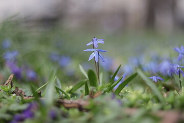 Blue Snowdrops, Macro Shot Growing from the Ground, Nature in Spring
