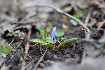 Blue Snowdrops, Macro Shot Growing from the Ground, Nature in Spring
