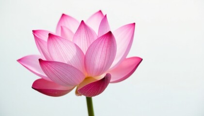 Fototapeta premium Pink lotus blossom, pristine white background, blossom, water lily, background