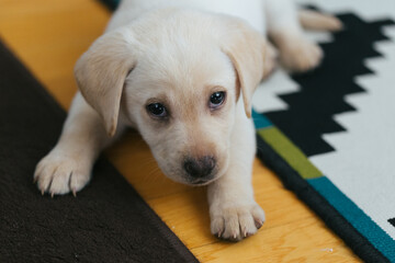 Young puppy playing at home indoors.