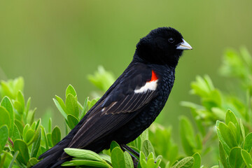 Closeup of a male long-tailed widowbird in breeding plumage perched on a shrub.