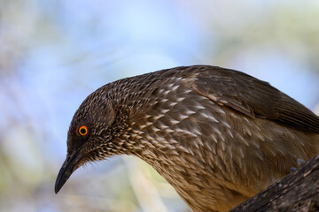 Tight closeup of an arrow marked babbler