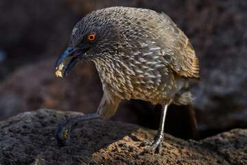 Tight closeup of an arrow marked babbler