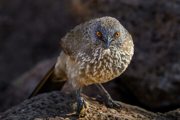 Tight closeup of an arrow marked babbler