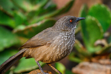 An arrow marked babbler perched on a rock