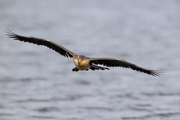 Frontal view of a juvenile african darter flying over water
