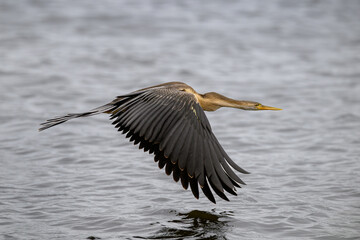 A juvenile african darter flying over water
