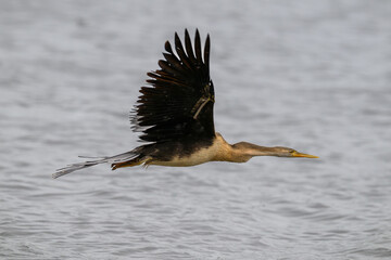 A juvenile african darter flying over water