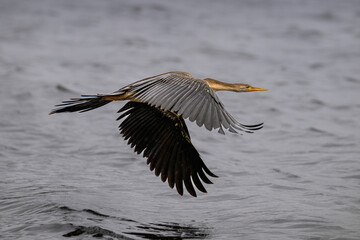 A juvenile african darter flying over water