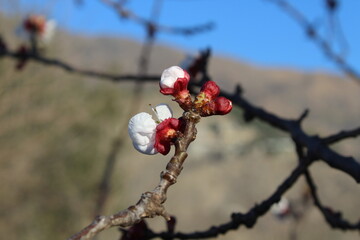 Apricot Blossom or Prunus armeniaca
