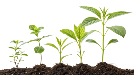 Stages of Plant Growth from Seedling to Sapling in Soil
