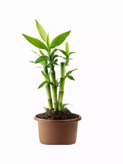 A potted lucky bamboo plant with vibrant green leaves and sturdy stalks in a brown plastic pot. Symbolizing prosperity, good luck, and positive energy, perfect for home or office decor.