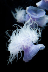 Obraz premium Purple and White Jellyfish Floating in Dark Water