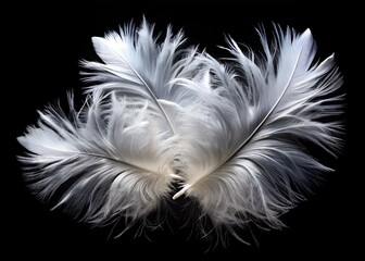 Obraz premium Elegant White Feathers Isolated on Black High-Resolution Stock Photo for Fashion Design